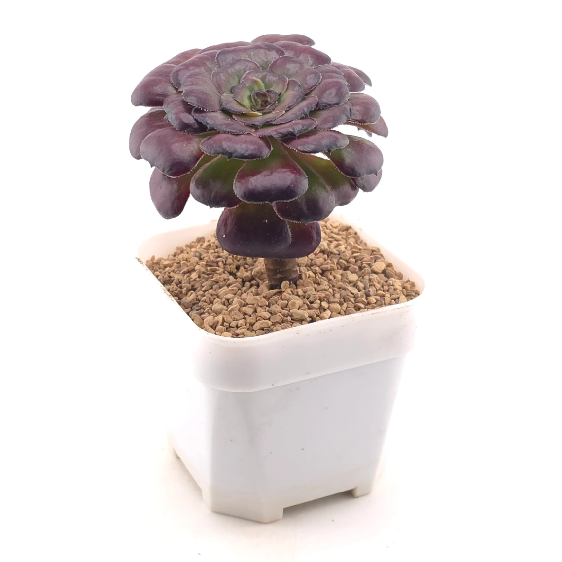 Aeonium ‘Chocolate Rose’ | 巧克力玫瑰 thumbnail 3