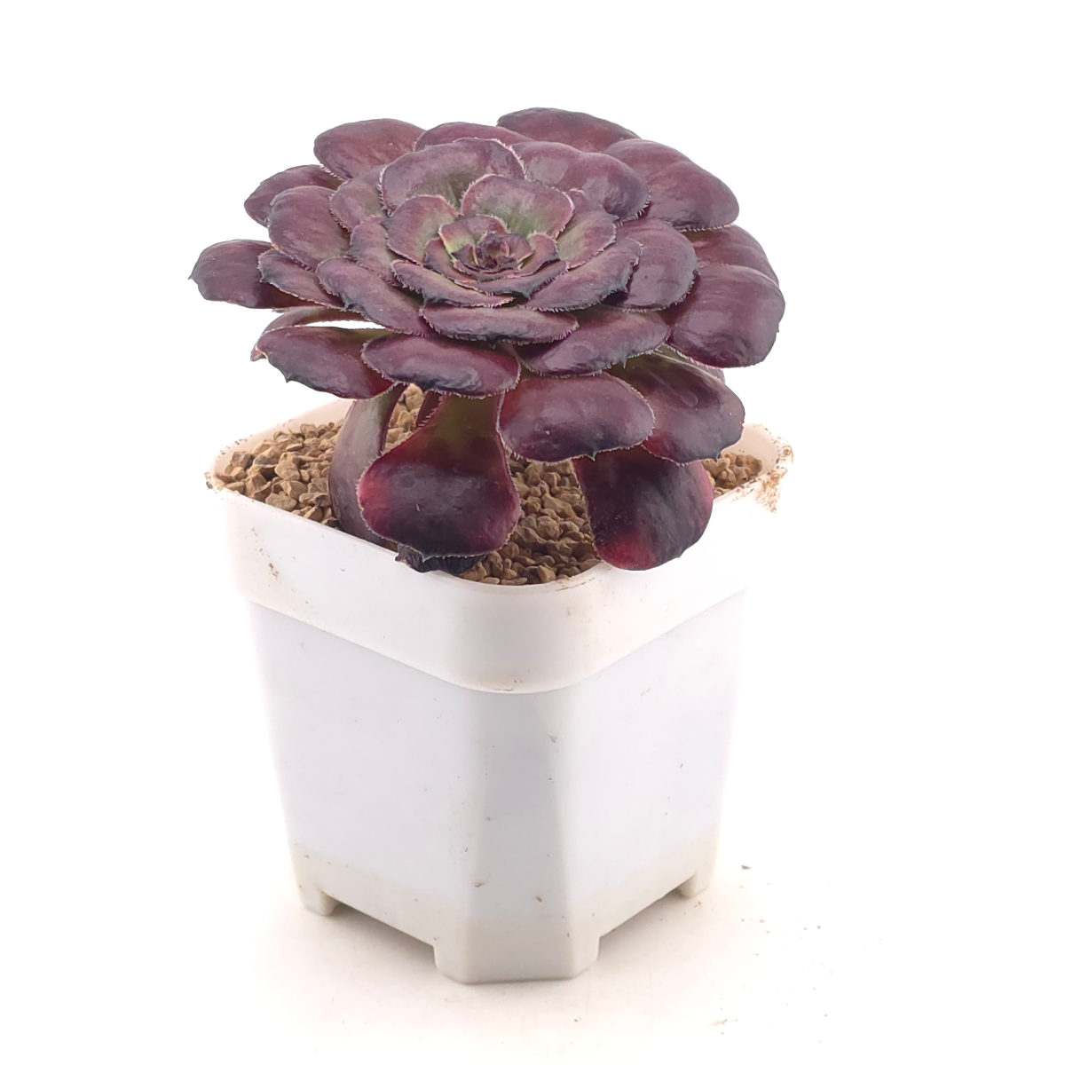 Aeonium ‘Chocolate Rose’ | 巧克力玫瑰 thumbnail 3