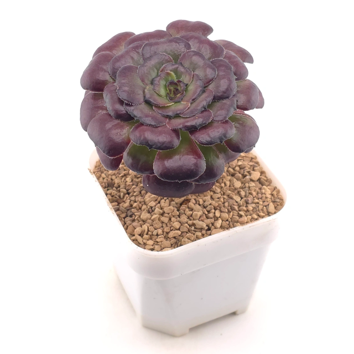 Aeonium ‘Chocolate Rose’ | 巧克力玫瑰 thumbnail 2