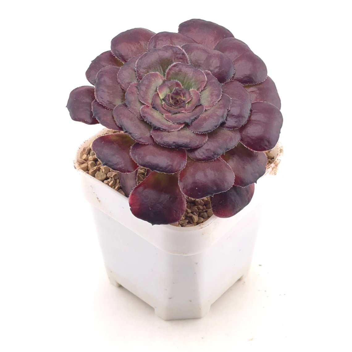Aeonium ‘Chocolate Rose’ | 巧克力玫瑰 thumbnail 2