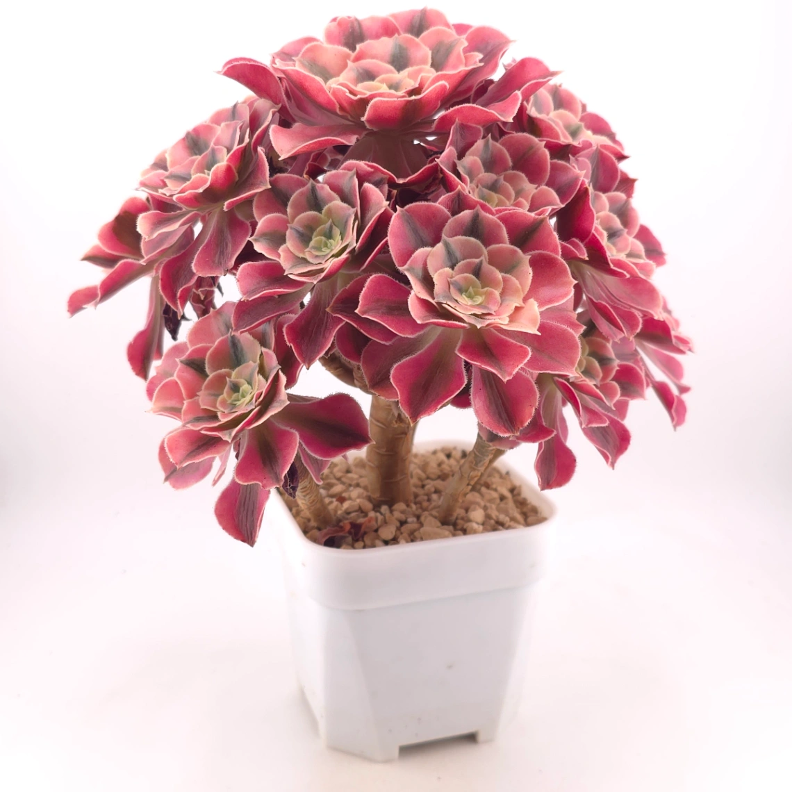 Aeonium ‘Pink Witch’ | 粉色女巫 thumbnail 3