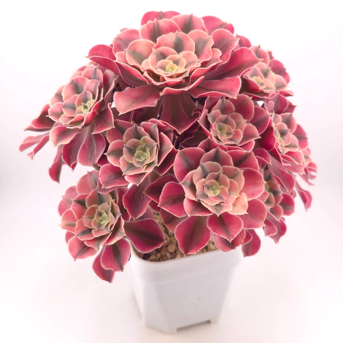 Aeonium ‘Pink Witch’ | 粉色女巫 thumbnail 2