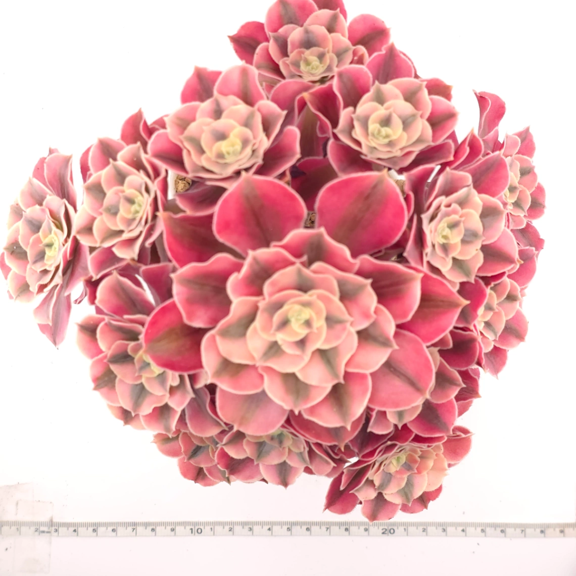 Aeonium ‘Pink Witch’ | 粉色女巫 thumbnail 4
