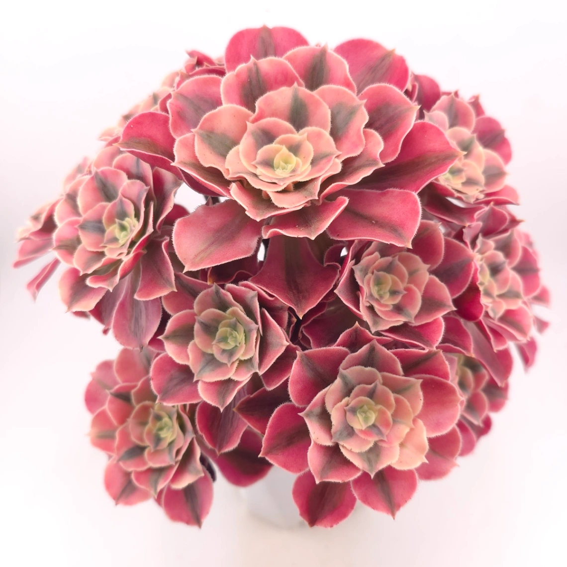Aeonium ‘Pink Witch’ | 粉色女巫
