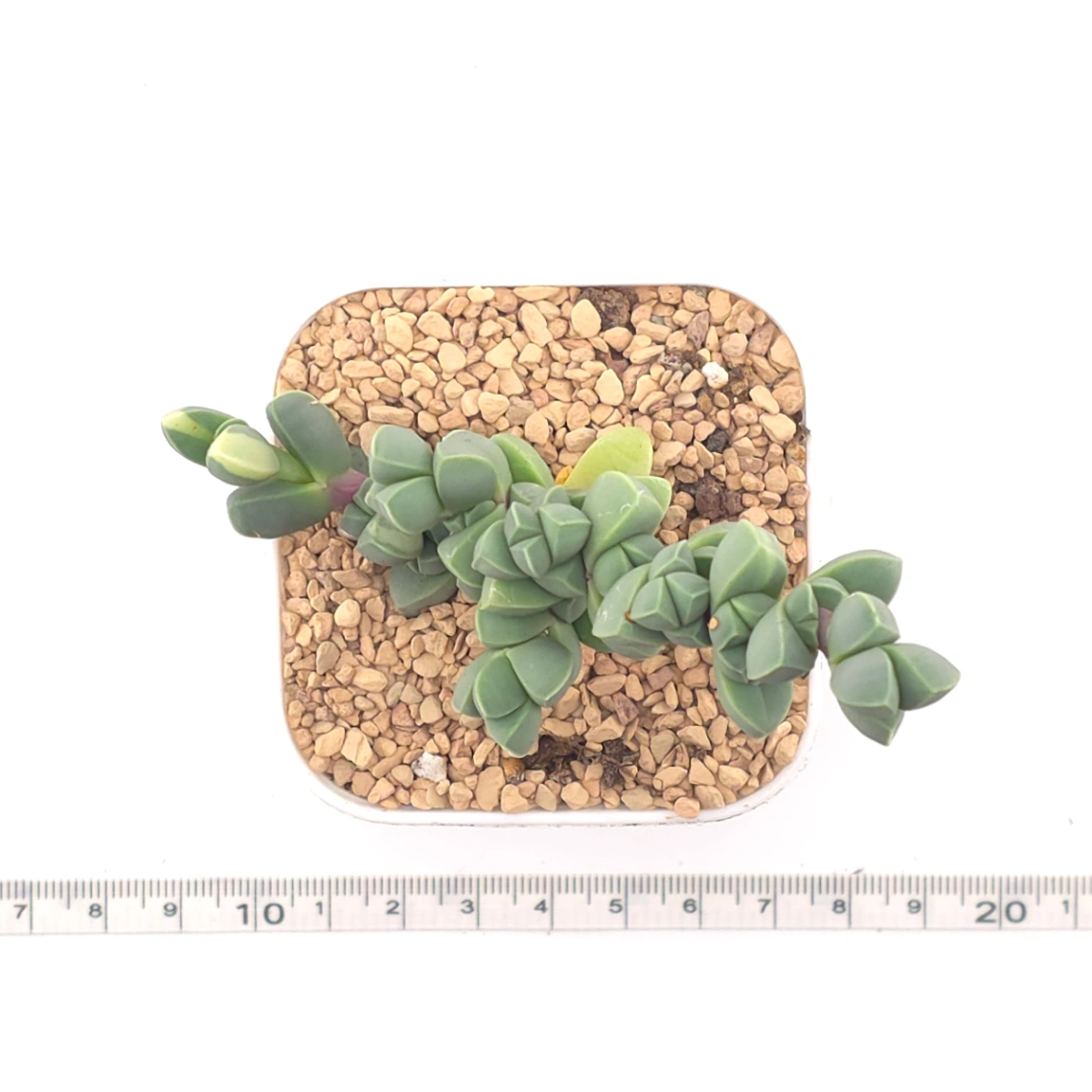 Astridia velutina | 鹿角海棠 thumbnail 4