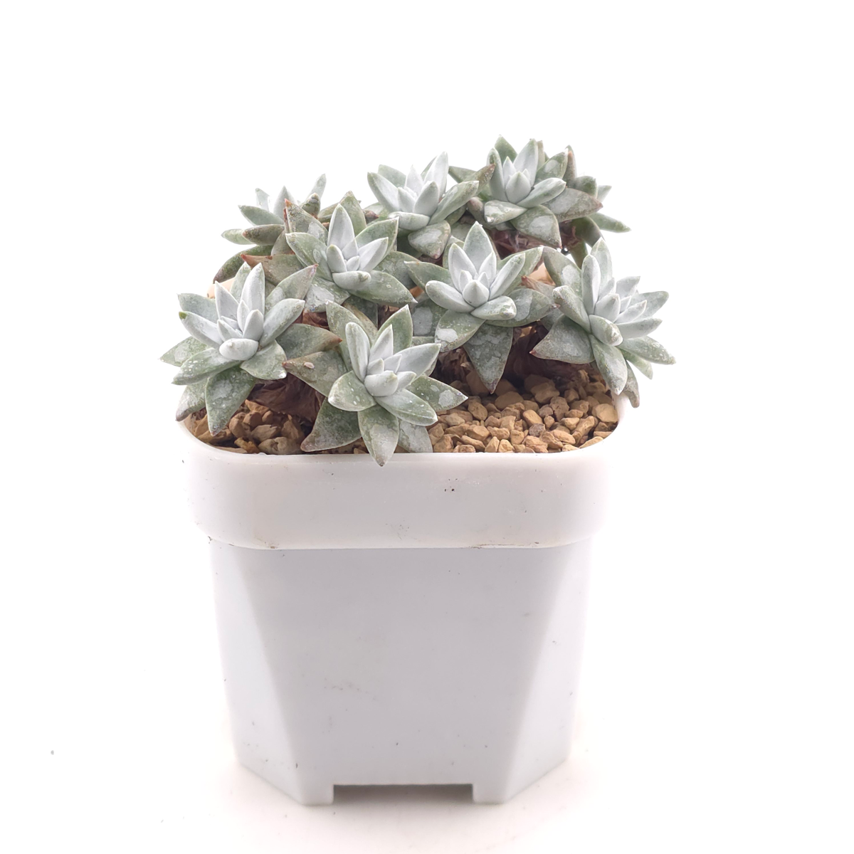 Dudleya gnoma | 白菊 thumbnail 3