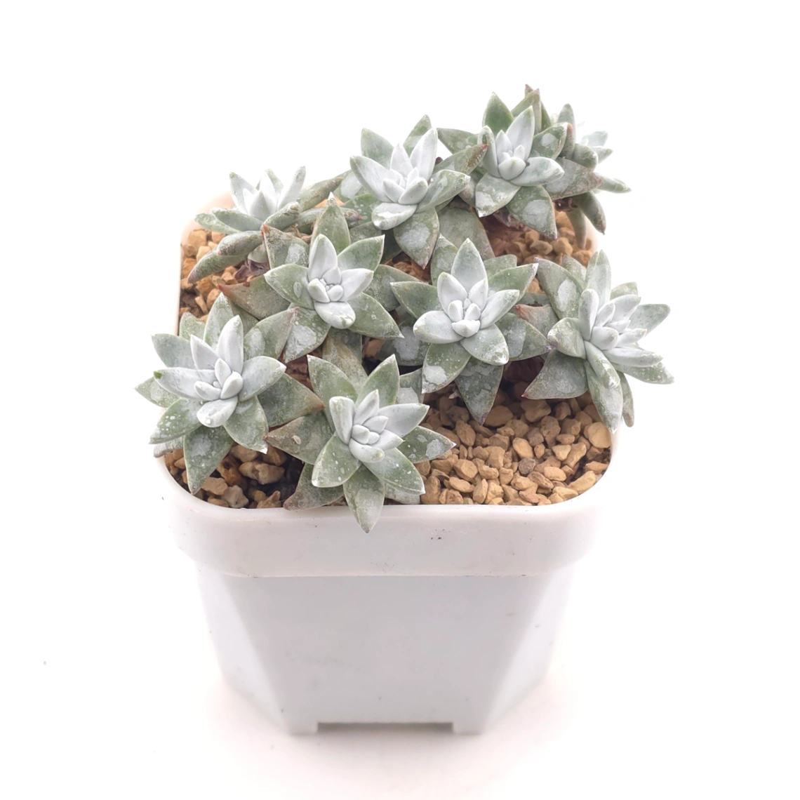 Dudleya gnoma | 白菊 thumbnail 2