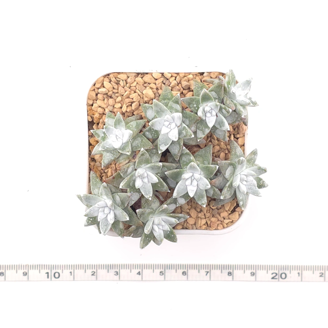 Dudleya gnoma | 白菊 thumbnail 4