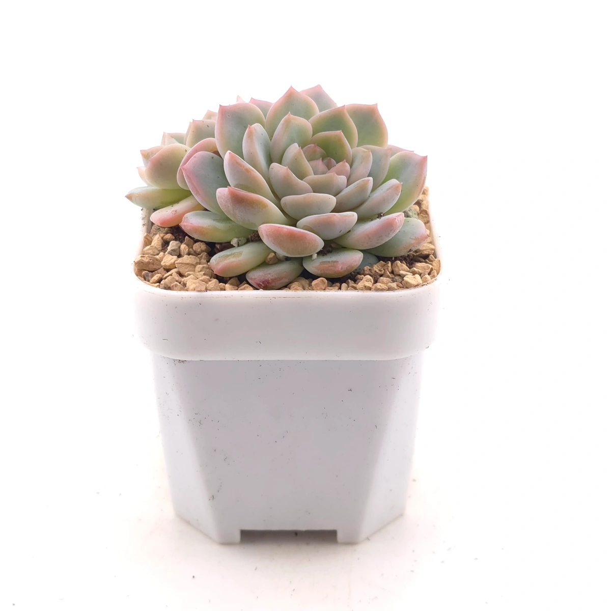 Echeveria ‘Amazing Grace’ | 恩寵 thumbnail 3
