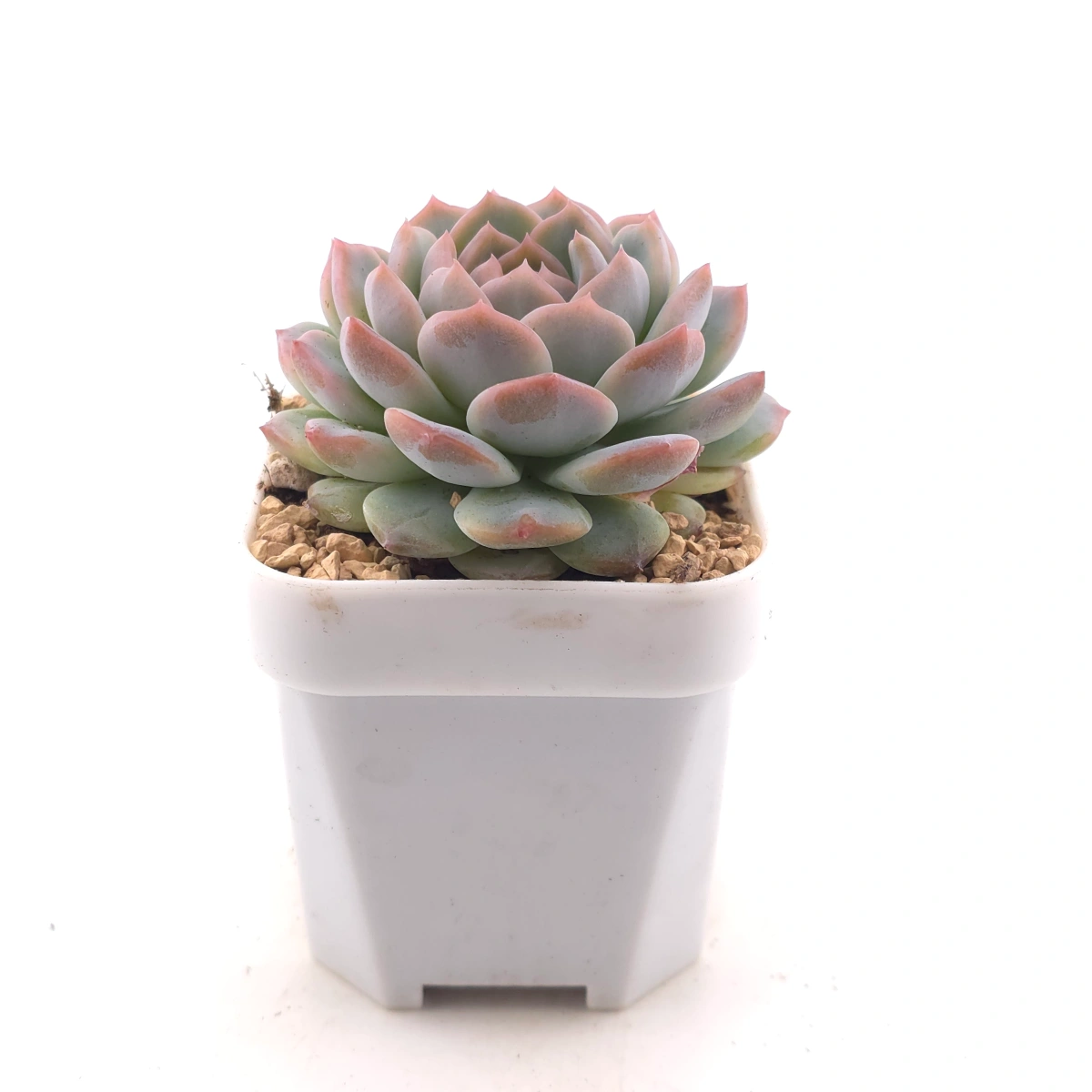 Echeveria ‘Amazing Grace’ | 恩寵 thumbnail 3