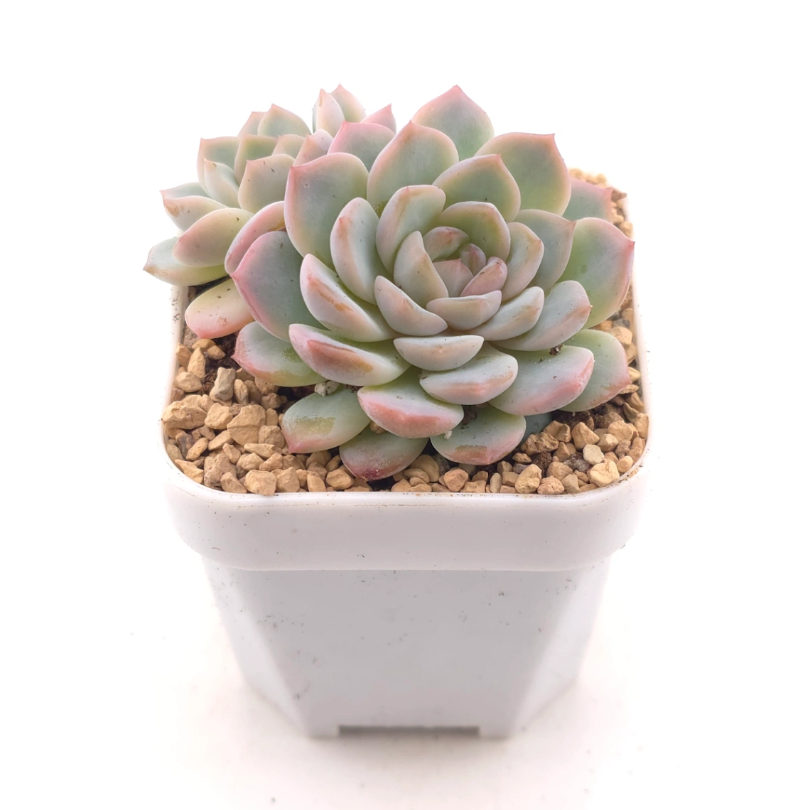 Echeveria ‘Amazing Grace’ | 恩寵 thumbnail 2