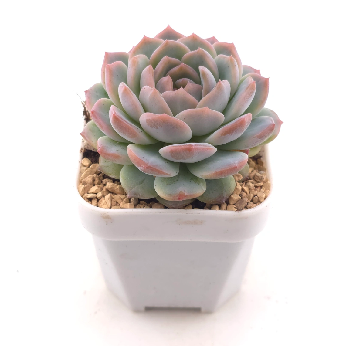 Echeveria ‘Amazing Grace’ | 恩寵 thumbnail 2