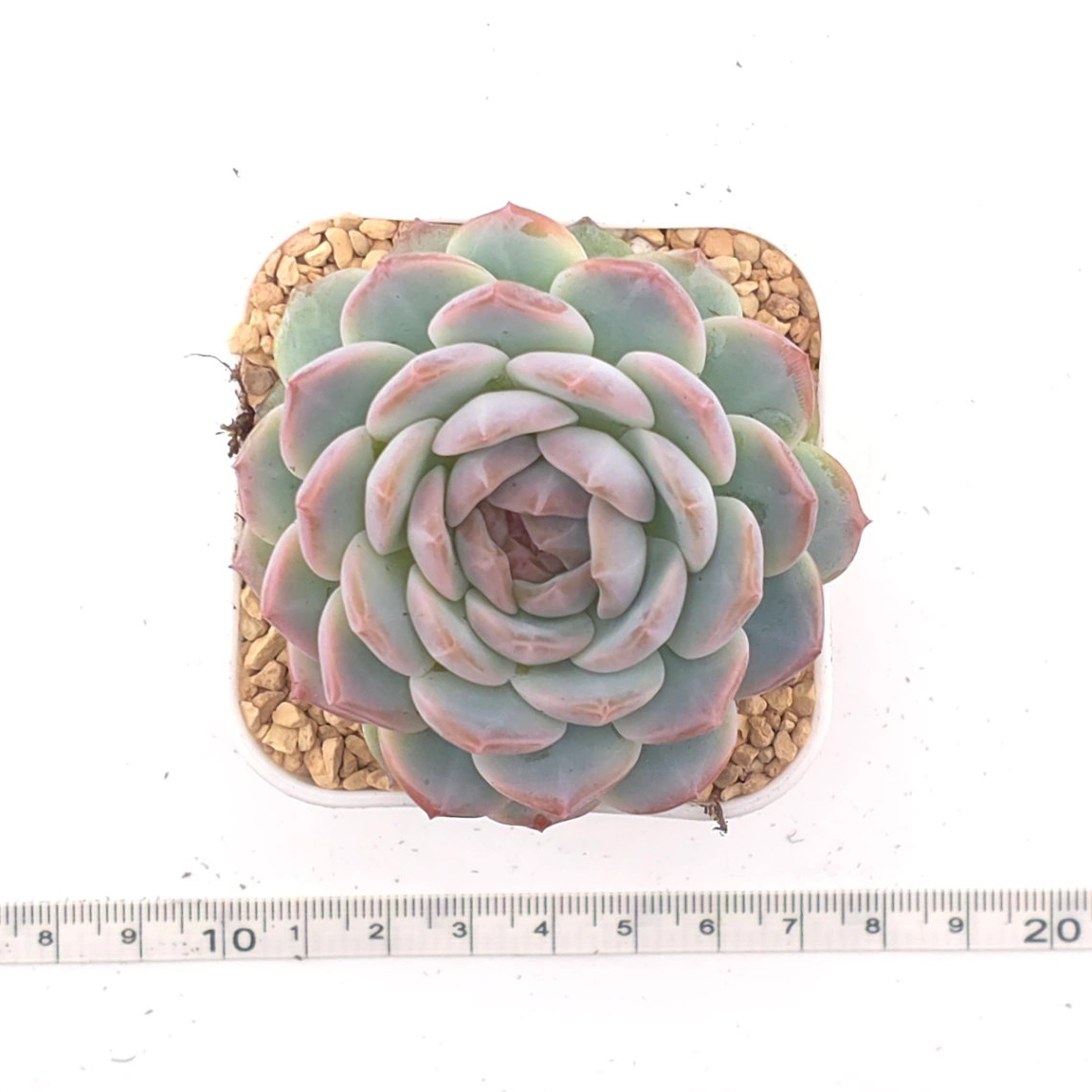 Echeveria ‘Amazing Grace’ | 恩寵 thumbnail 4