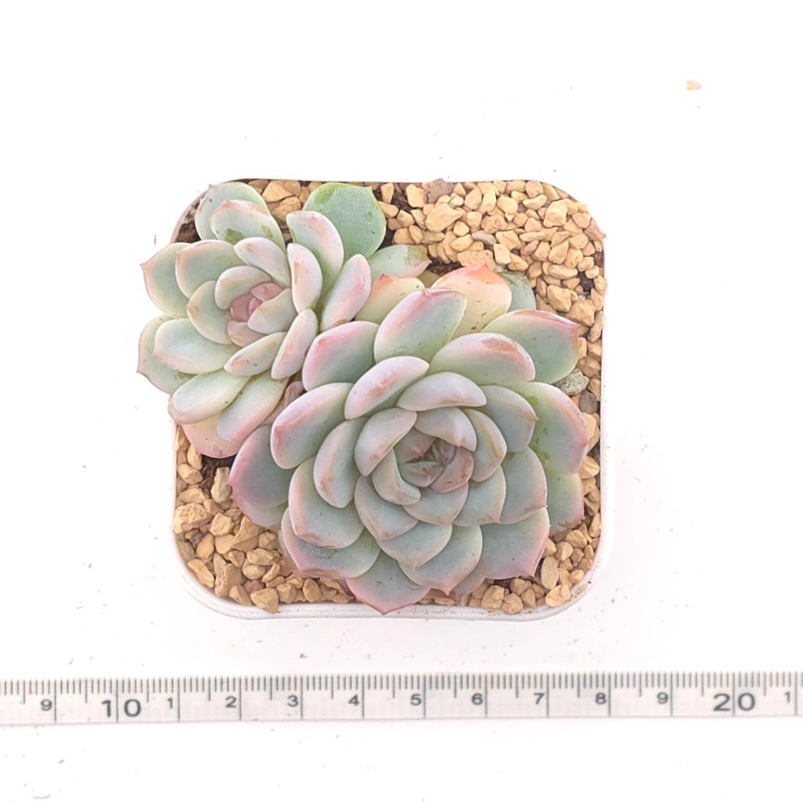Echeveria ‘Amazing Grace’ | 恩寵 thumbnail 4