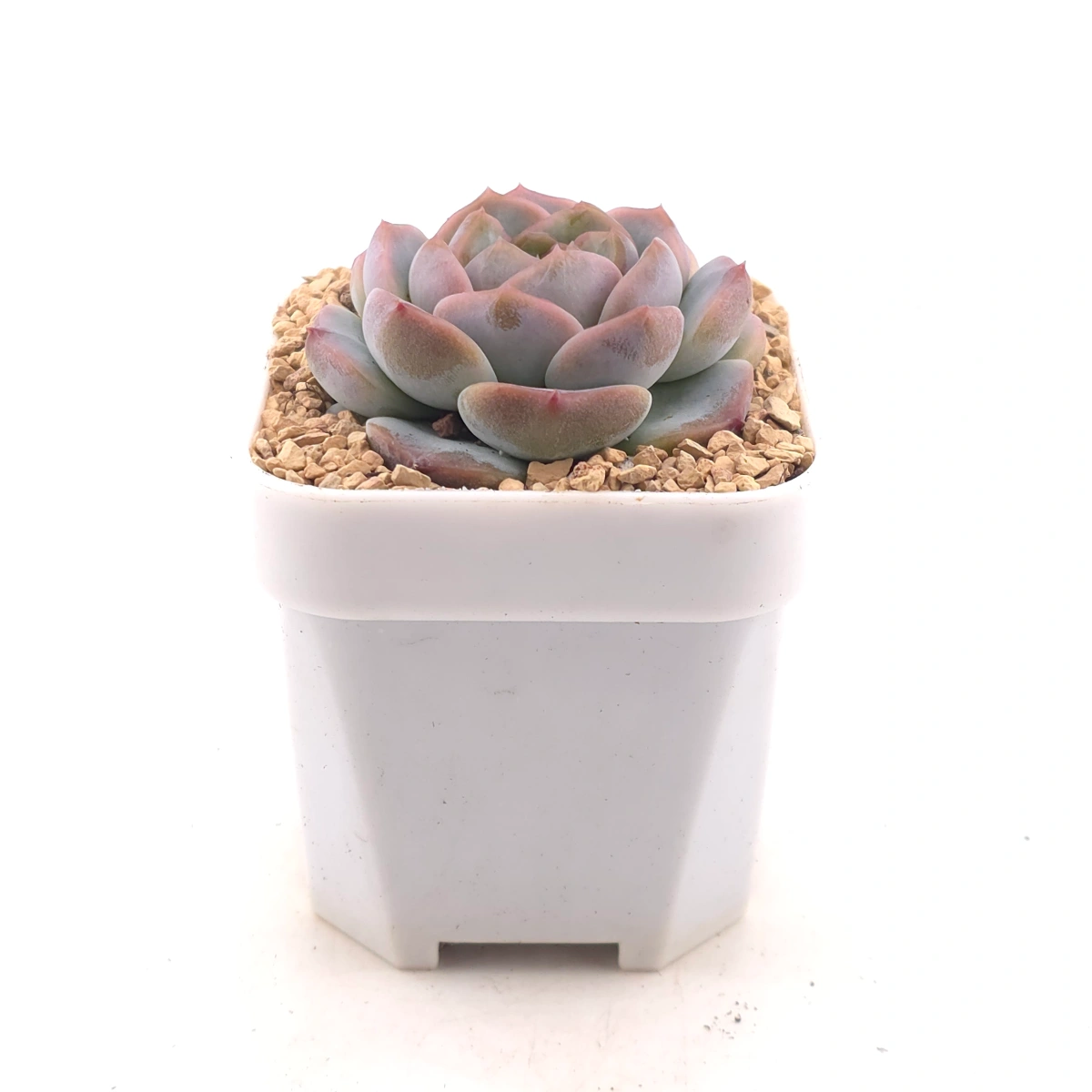 Echeveria 'Black Diamond' | 黑鑽 thumbnail 3