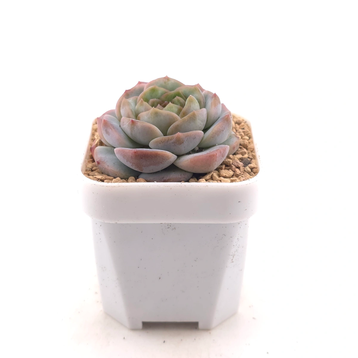 Echeveria 'Black Diamond' | 黑鑽 thumbnail 3