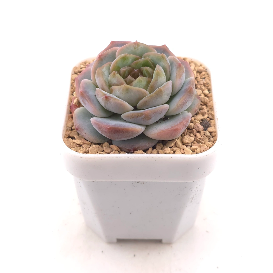 Echeveria 'Black Diamond' | 黑鑽 thumbnail 2