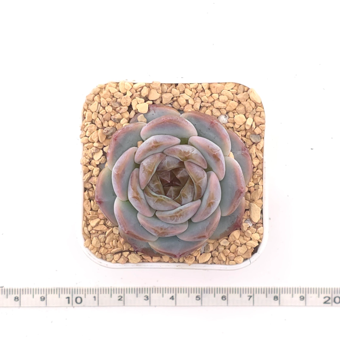 Echeveria 'Black Diamond' | 黑鑽 thumbnail 4