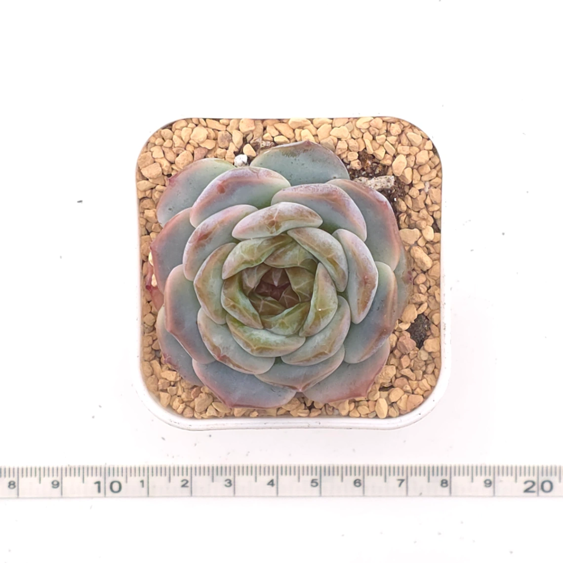 Echeveria 'Black Diamond' | 黑鑽 thumbnail 4