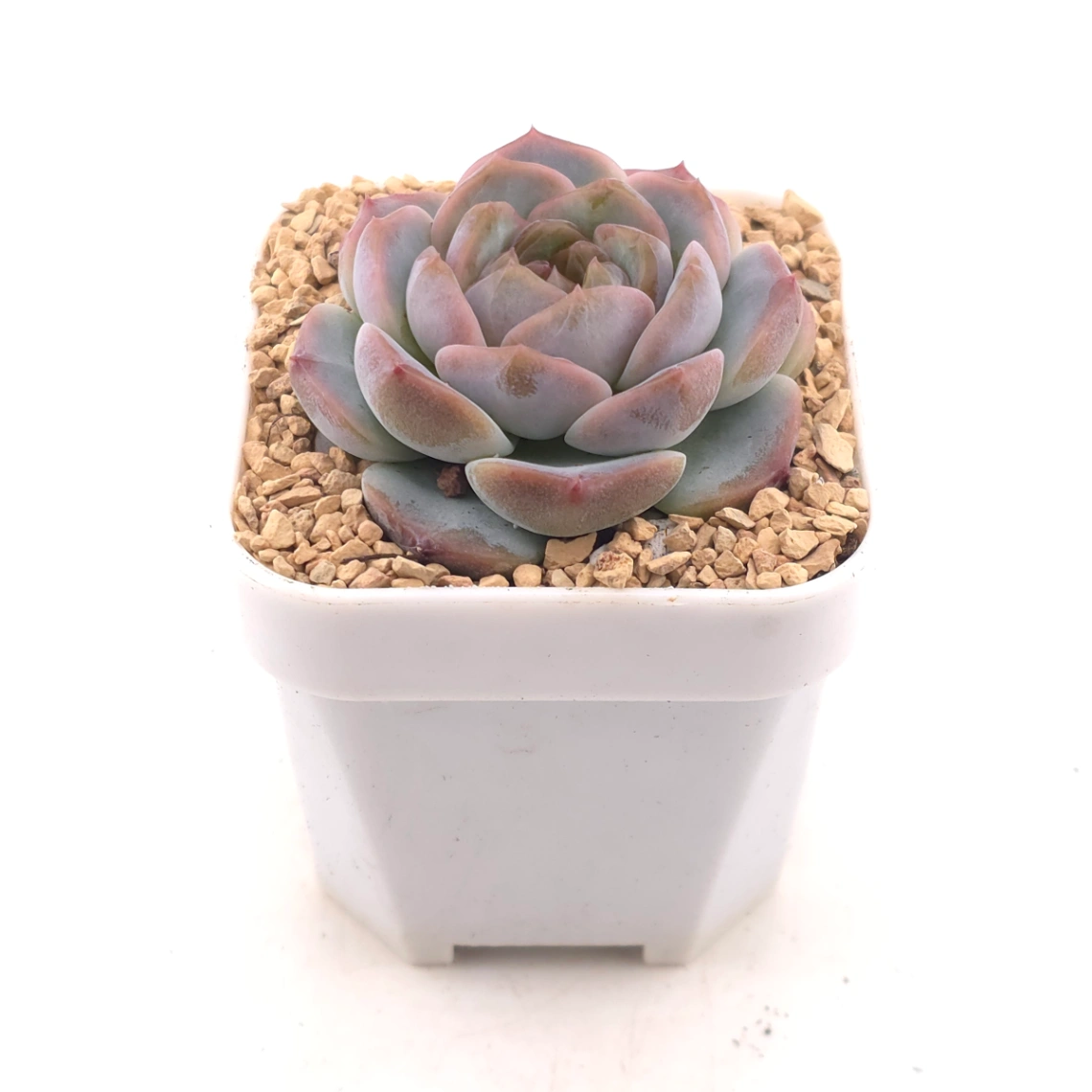 Echeveria 'Black Diamond' | 黑鑽 thumbnail 2