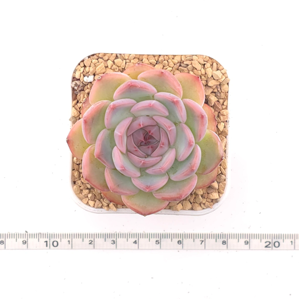 Echeveria ‘Casio’ | 卡西歐 thumbnail 4