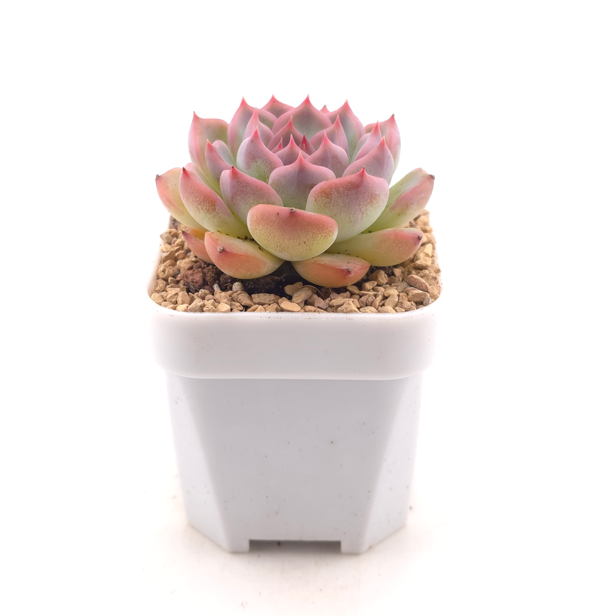 Echeveria ‘Casio’ | 卡西歐 thumbnail 3