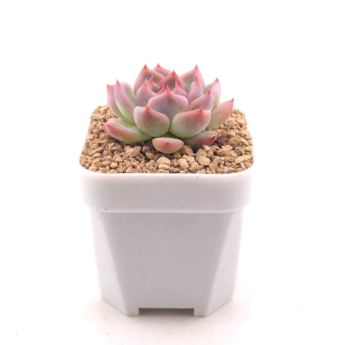 Echeveria ‘Casio’ | 卡西歐 thumbnail 3