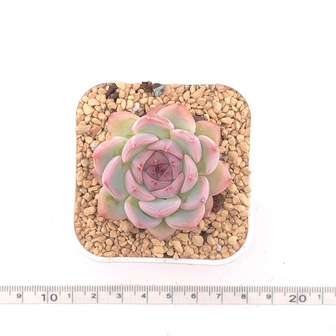 Echeveria ‘Casio’ | 卡西歐 thumbnail 4