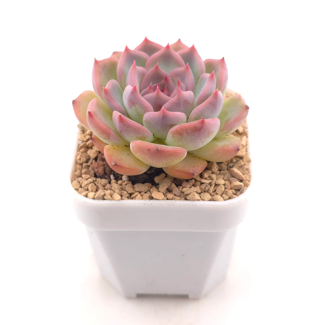 Echeveria ‘Casio’ | 卡西歐 thumbnail 2