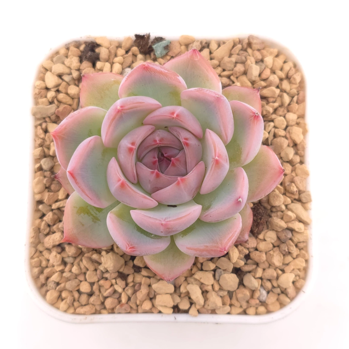 Echeveria ‘Casio’ | 卡西歐 - View 1