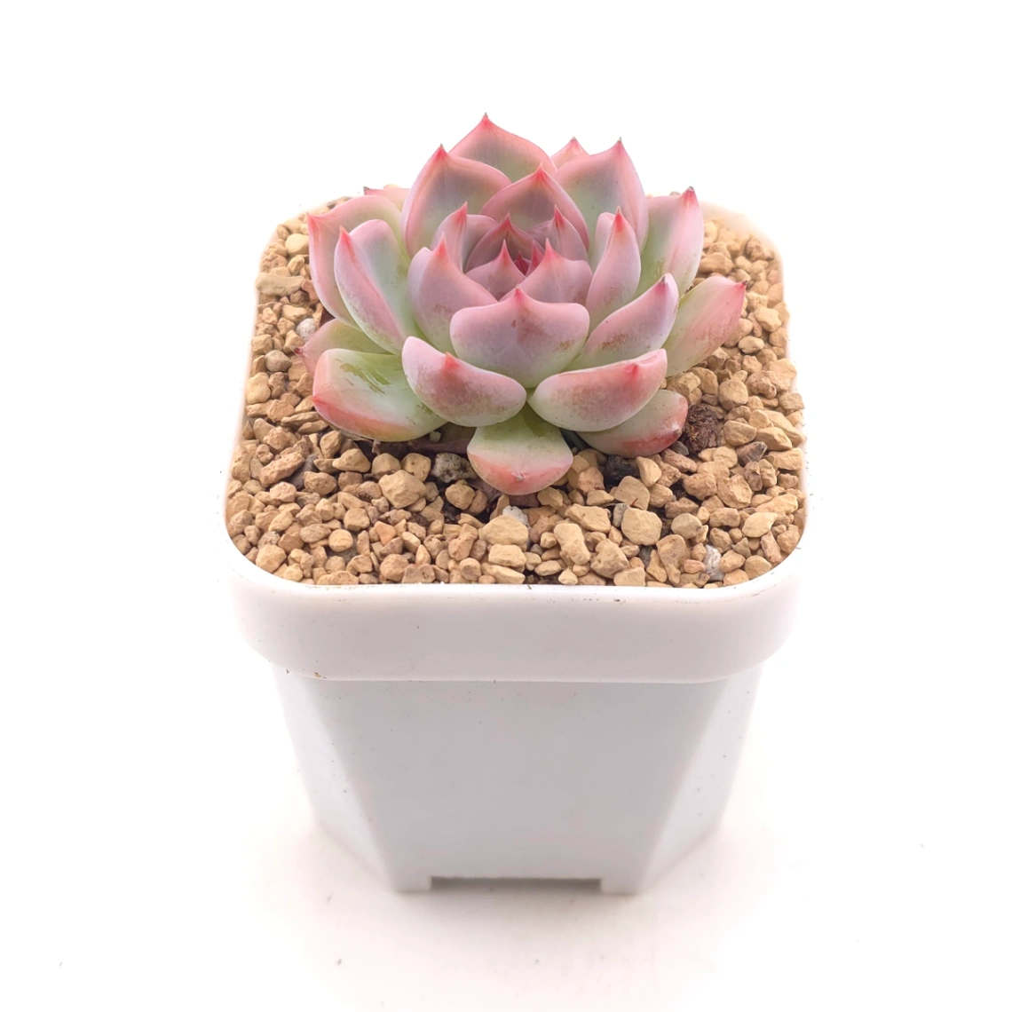 Echeveria ‘Casio’ | 卡西歐 thumbnail 2