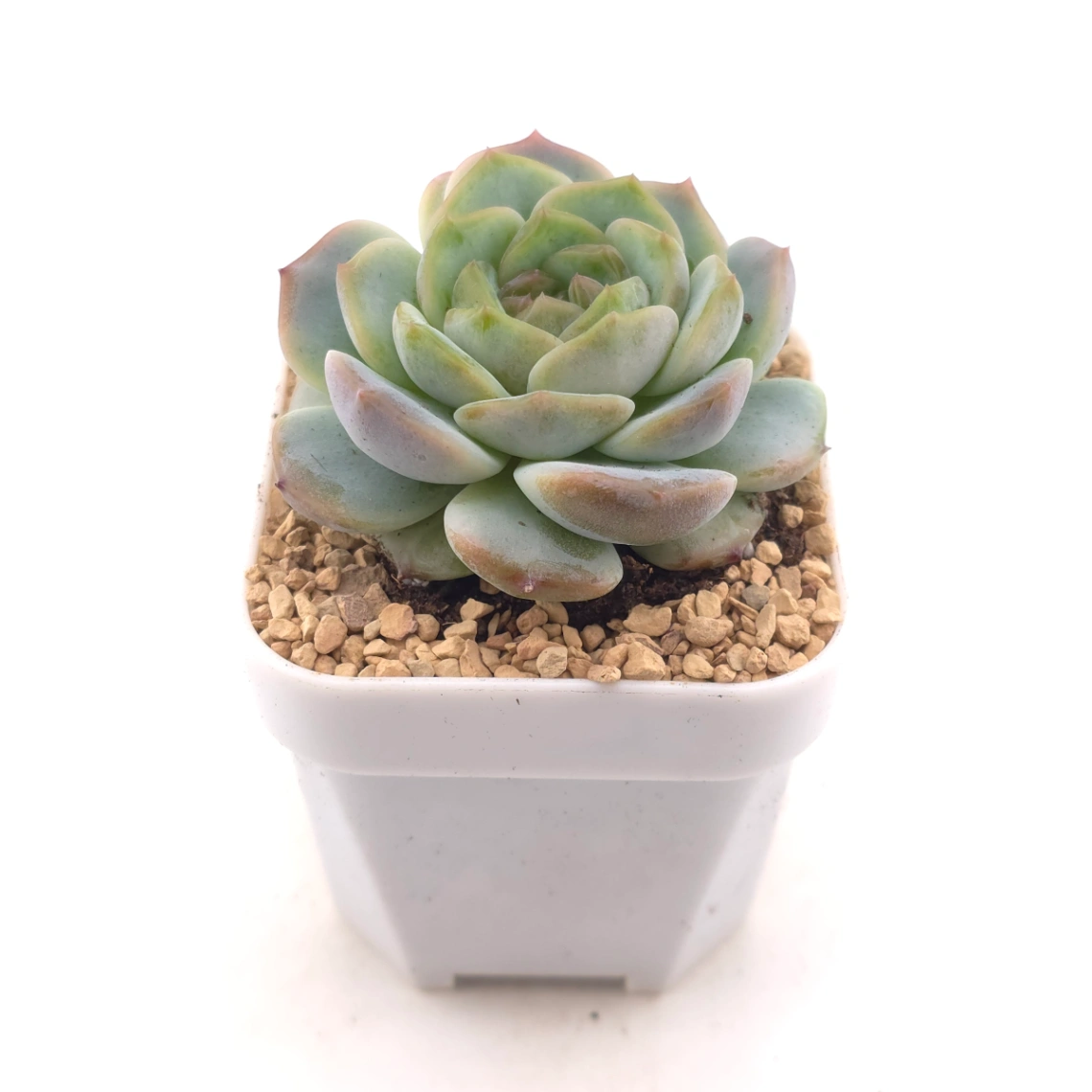 Echeveria 'Dark Chocolate' | 黑朱古力 thumbnail 2