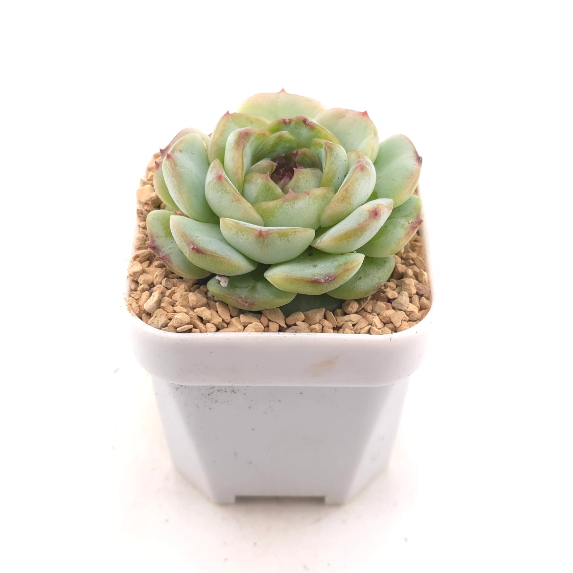 Echeveria 'Dark Chocolate' | 黑朱古力 thumbnail 2