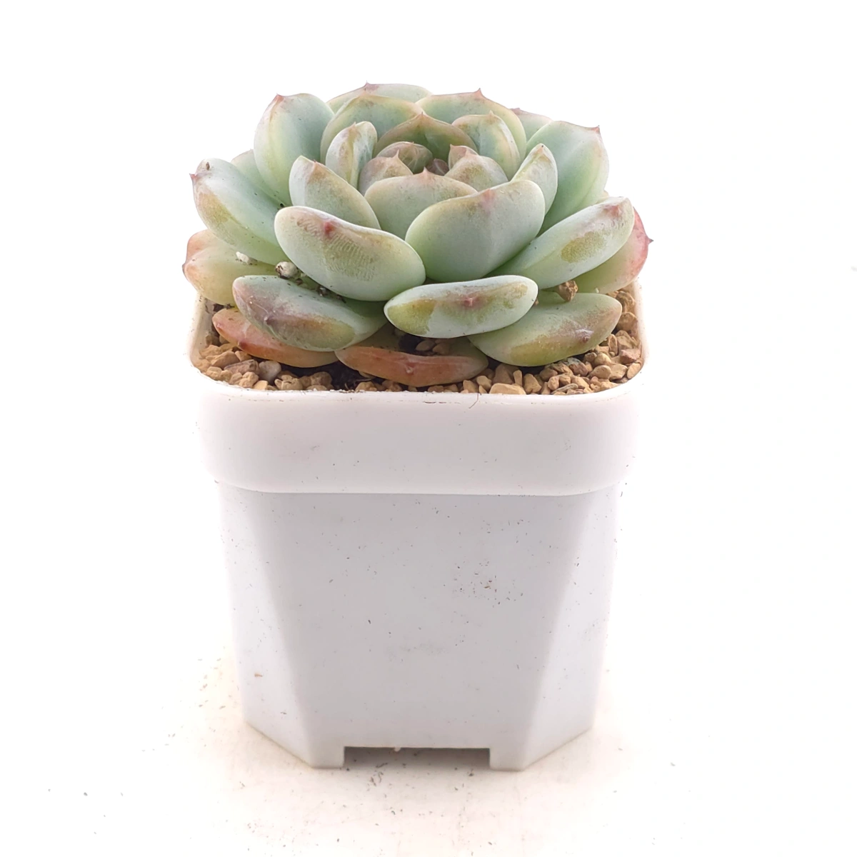 Echeveria 'Dark Chocolate' | 黑朱古力 thumbnail 3