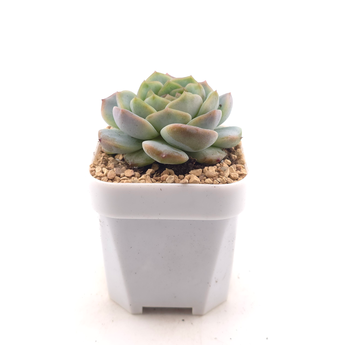 Echeveria 'Dark Chocolate' | 黑朱古力 thumbnail 3