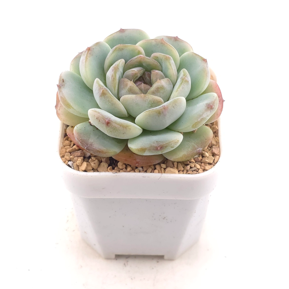 Echeveria 'Dark Chocolate' | 黑朱古力 thumbnail 2