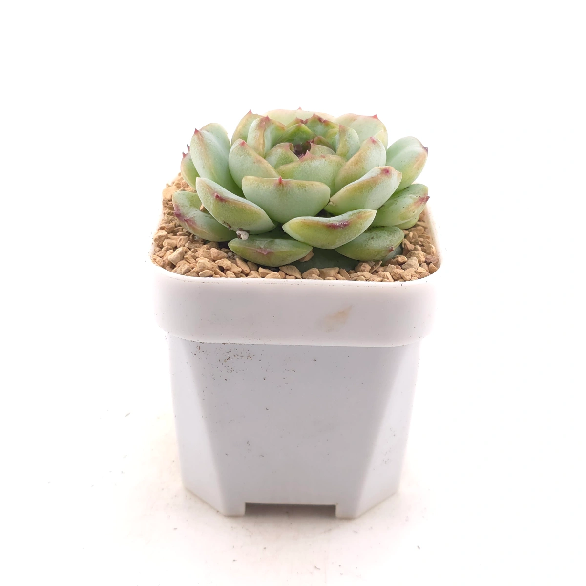 Echeveria 'Dark Chocolate' | 黑朱古力 thumbnail 3