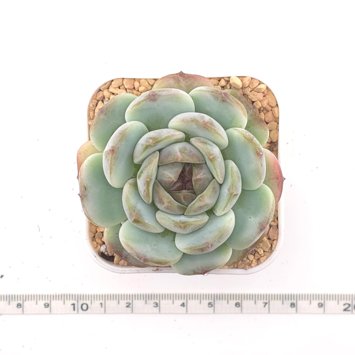 Echeveria 'Dark Chocolate' | 黑朱古力 thumbnail 4