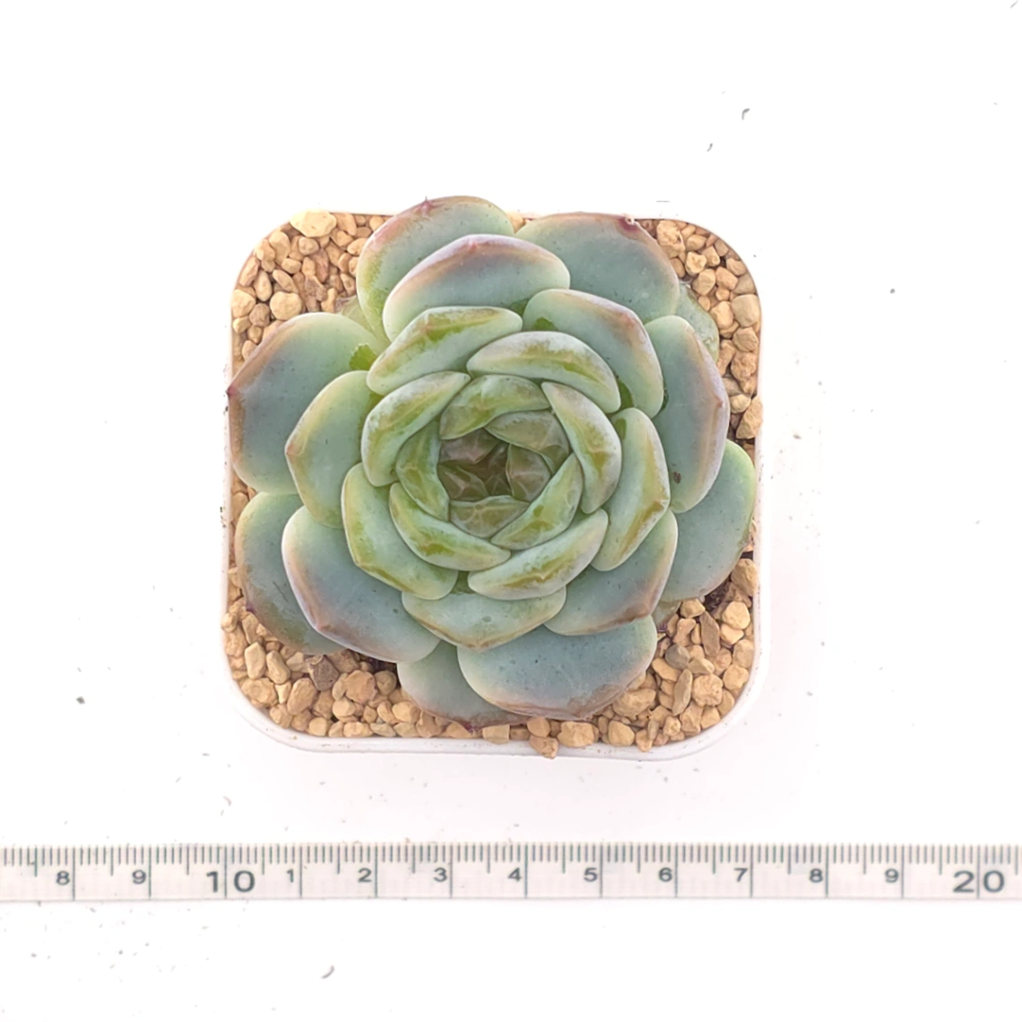 Echeveria 'Dark Chocolate' | 黑朱古力 thumbnail 4