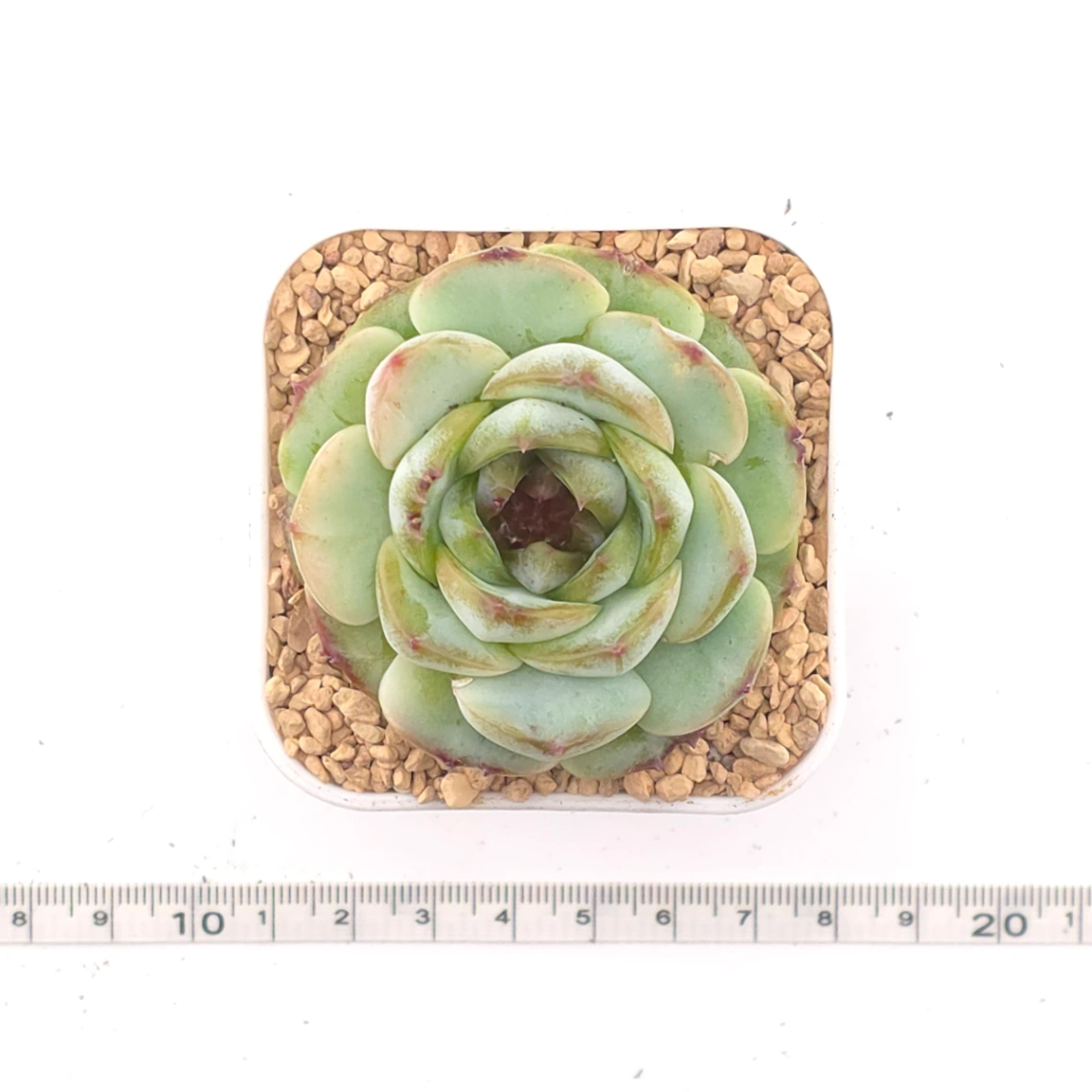 Echeveria 'Dark Chocolate' | 黑朱古力 thumbnail 4