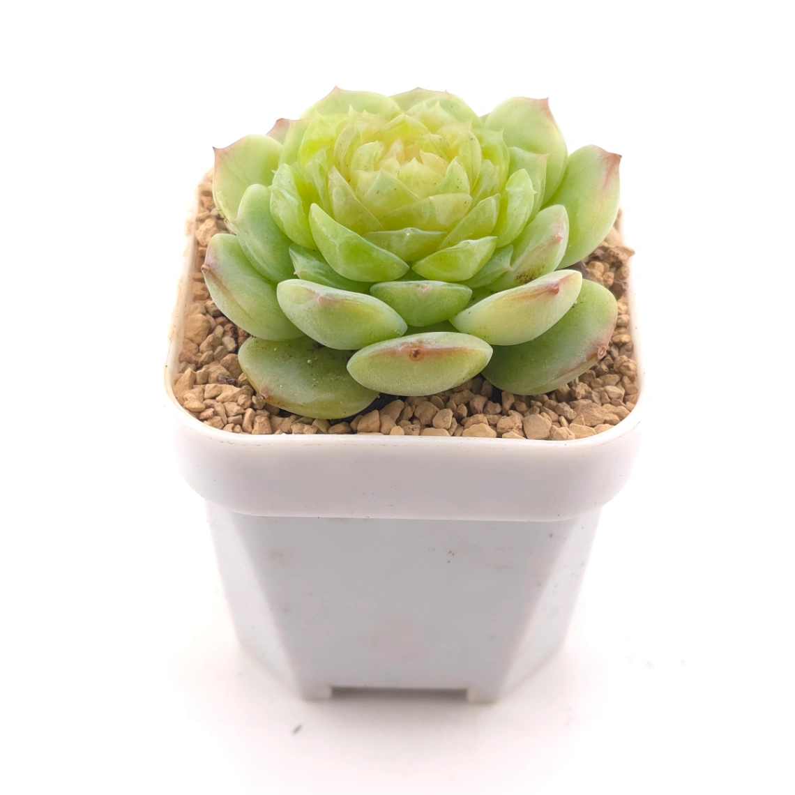 Echeveria 'Jade Lemon' | 翡翠柠檬 thumbnail 2