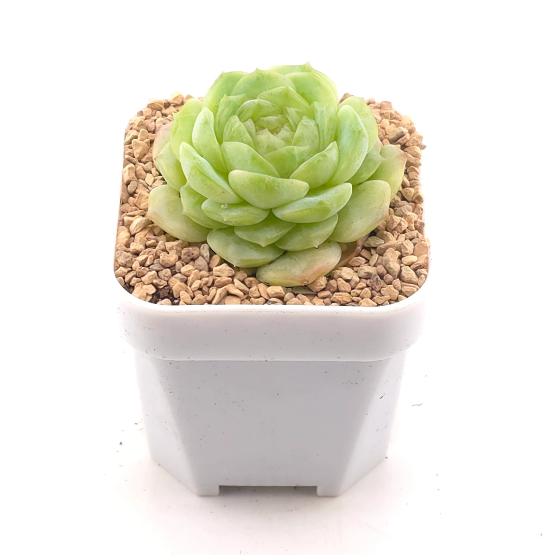 Echeveria 'Jade Lemon' | 翡翠柠檬 thumbnail 2