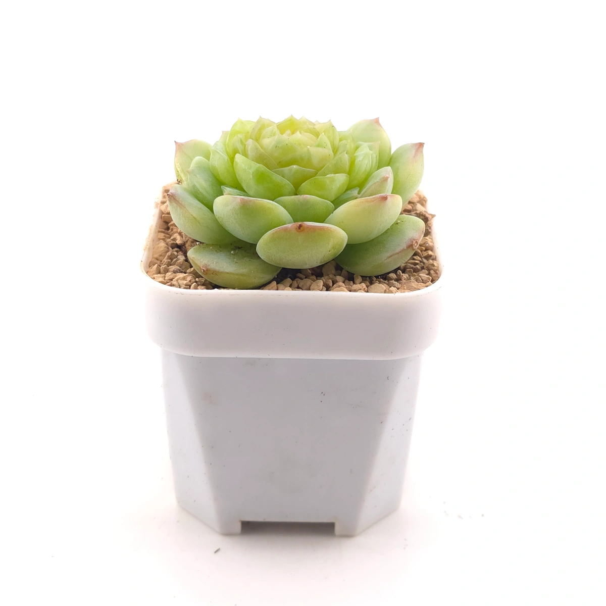 Echeveria 'Jade Lemon' | 翡翠柠檬 thumbnail 3