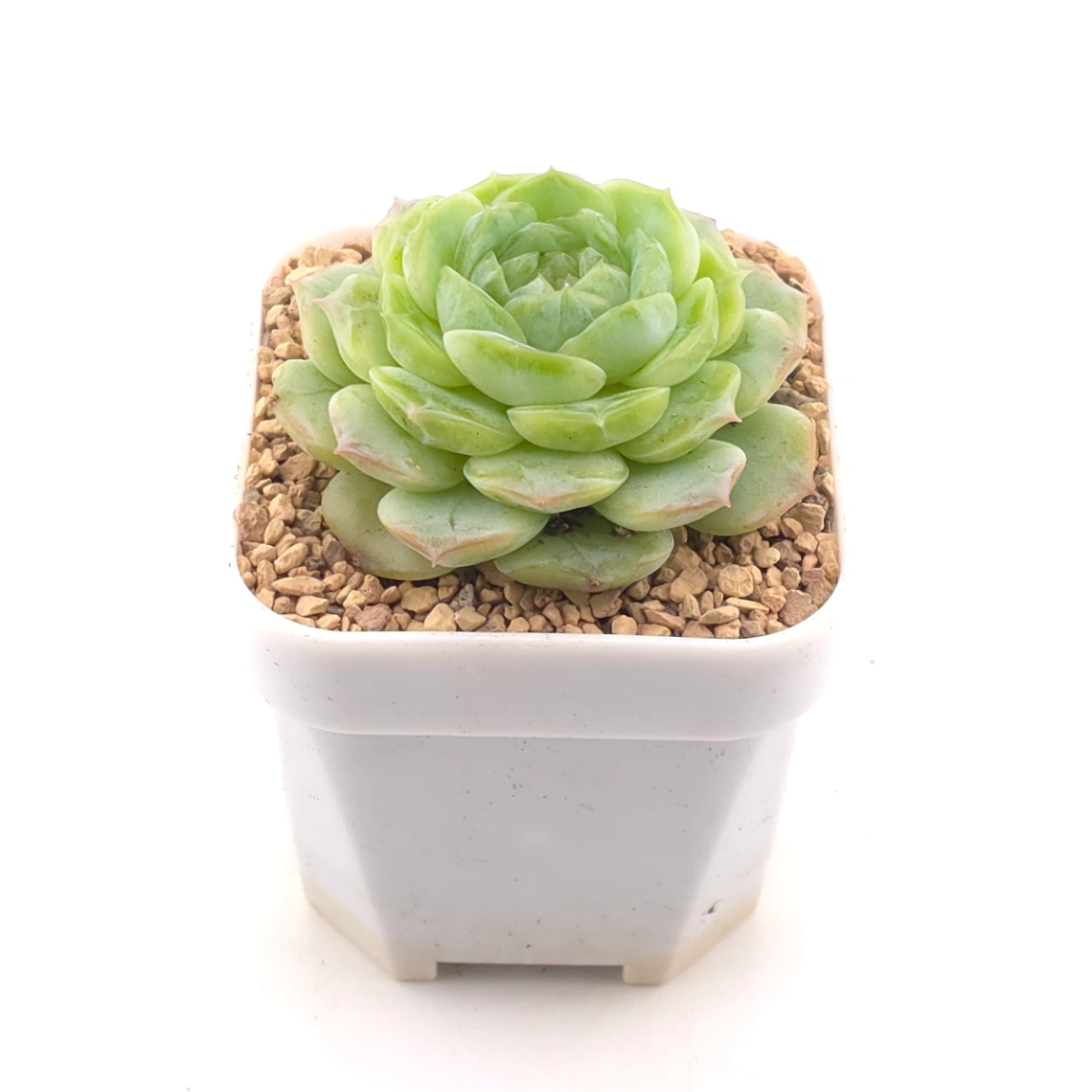 Echeveria 'Jade Lemon' | 翡翠柠檬 thumbnail 2