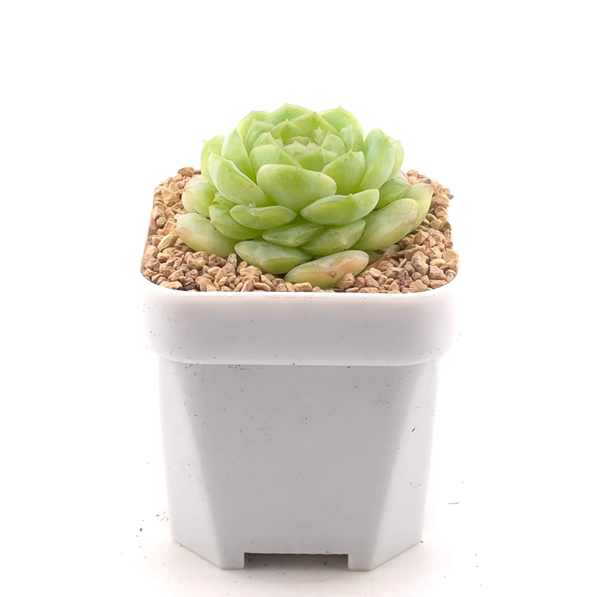 Echeveria 'Jade Lemon' | 翡翠柠檬 thumbnail 3