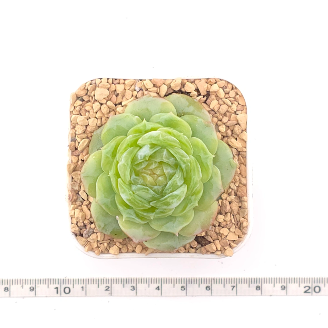 Echeveria 'Jade Lemon' | 翡翠柠檬 thumbnail 4