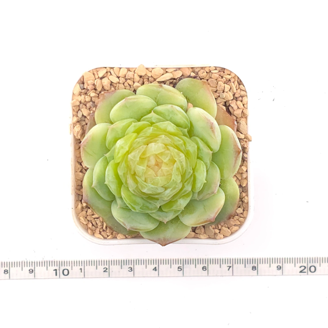 Echeveria 'Jade Lemon' | 翡翠柠檬 thumbnail 4