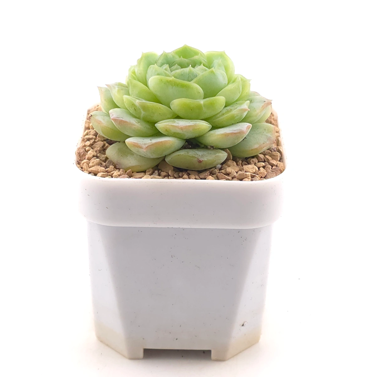 Echeveria 'Jade Lemon' | 翡翠柠檬 thumbnail 3