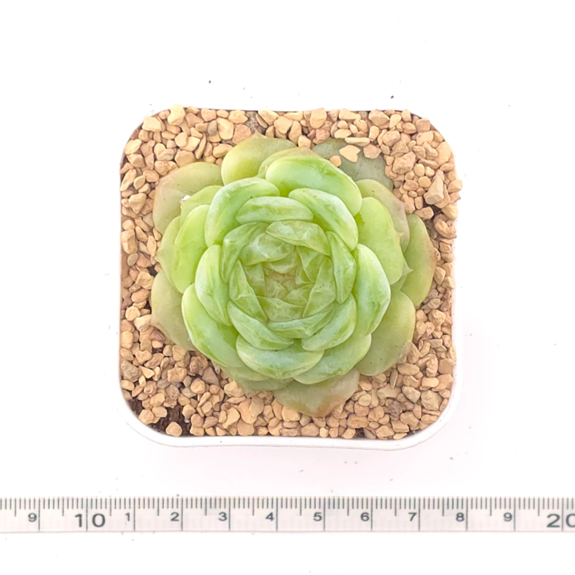 Echeveria 'Jade Lemon' | 翡翠柠檬 thumbnail 4