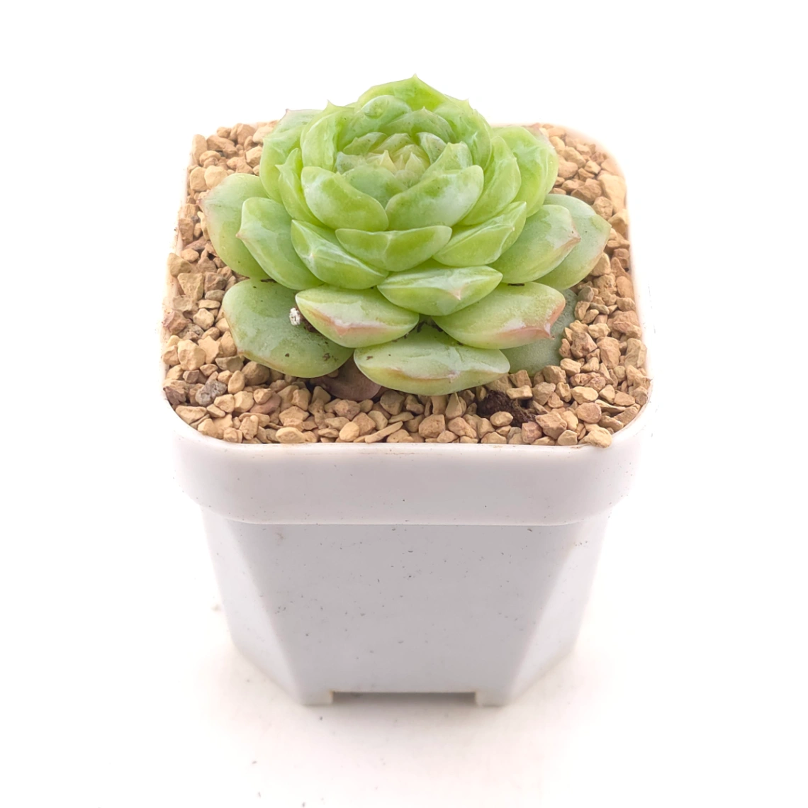 Echeveria 'Jade Lemon' | 翡翠柠檬 thumbnail 2